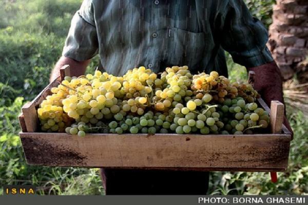 خرید توافقی، قیمت انگور را در خراسان شمالی بالا کشاند