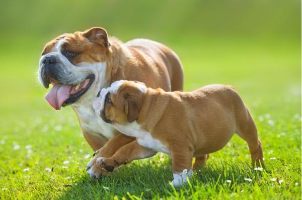 10 حقیقت جالب درباره سگ ها